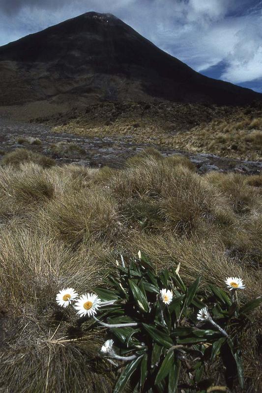 RWT 0034 024-38 New Zealand Ngaurahoe.jpg